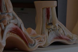 3 Medical foot models on display.