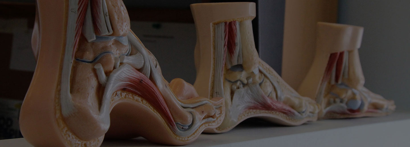 3 Medical foot models on display.