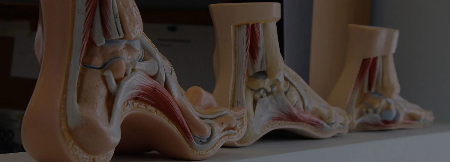 3 Medical foot models on display.
